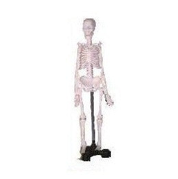 Human Skeleton Model, Mini Human Skeleton Model, Mini